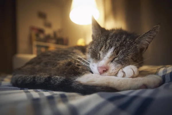 Mignon Vieux Chat Couché Sur Lit Dormant Dans Une Chambre — Photo