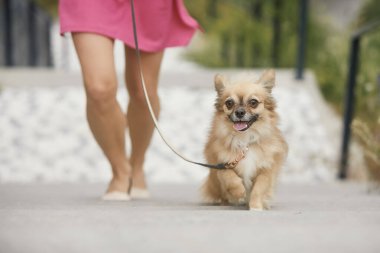 Köpeği olan bir kadın. Evcil hayvan tasmalı mutlu chihuahua merdivenlere doğru koşuyor..