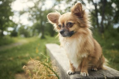 Uzun saçlı chihuahua 'nın portresi. Kamu parkında ahşap bankta oturan küçük bir köpek ve tuhaf bir şekilde kameraya bakıyor.