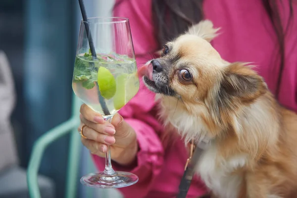 Divertido Chihuahua Lamiendo Vaso Con Cóctel Mujer Sentada Restaurante Aire —  Fotos de Stock