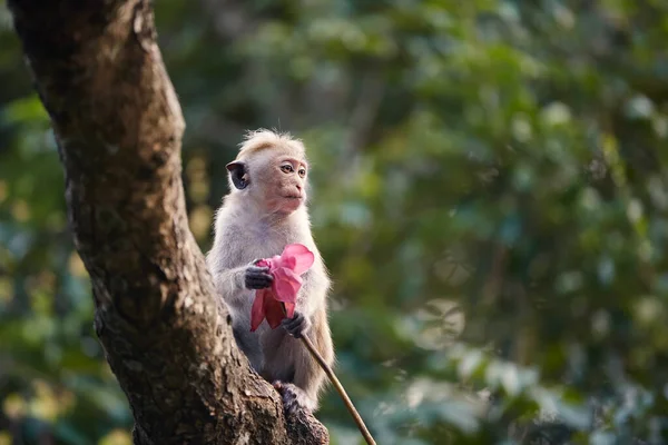 Samotny Makak Kwiatem Dłoni Smutny Wygląd Małpy Siedzącej Gałęzi Tropikalnym — Zdjęcie stockowe