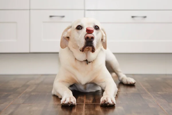 Roligt Porträtt Labrador Retriever Hemma Hund Balanserar Fransk Makaron Sin — Stockfoto