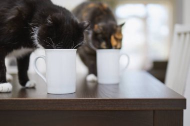 Evdeki yemek masasında fincandan su içen yaramaz kediler. Evcil hayvanlarla ev hayatı
