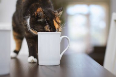 Yaramaz kedi evdeki yemek masasında fincandan su içiyor. Evcil hayvanlarla ev hayatı