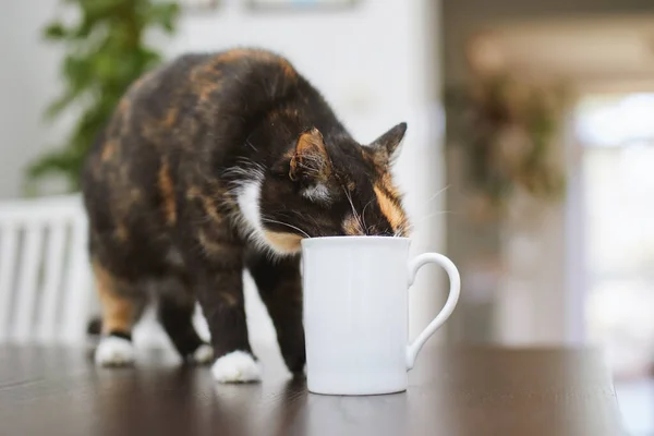 Niegrzeczny Kot Pijący Kubka Stole Domu Życie Domowe Zwierzętami Domowymi — Zdjęcie stockowe