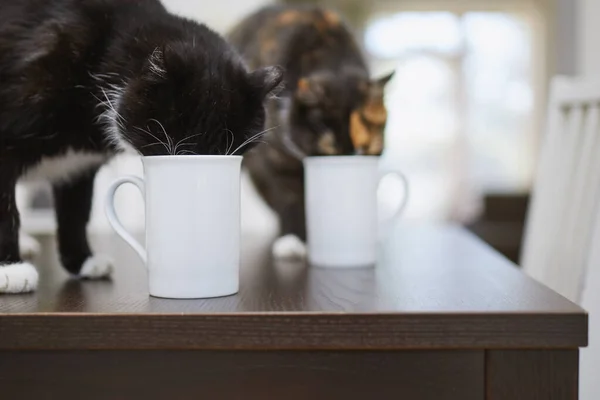 Naughty Cats Drinking Cup Dining Table Home Domestic Life Pets — Stock Photo, Image