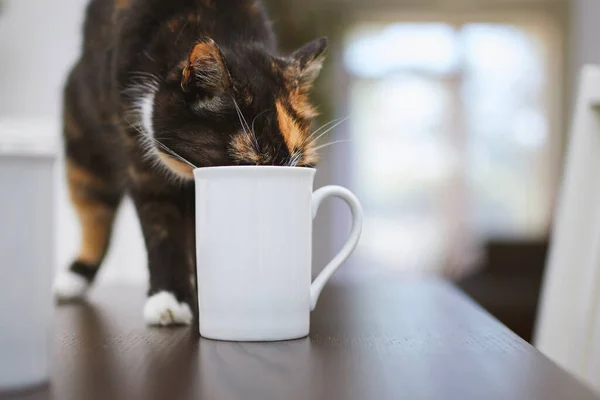 Freche Katze Trinkt Aus Tasse Auf Esstisch Hause Häusliches Leben — Stockfoto