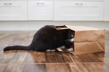 Evcil hayvanla ev hayatı. Yaramaz kedi, alışveriş çantasından suçlu görünüyor. Evde yalnız başına meraklı kedi.