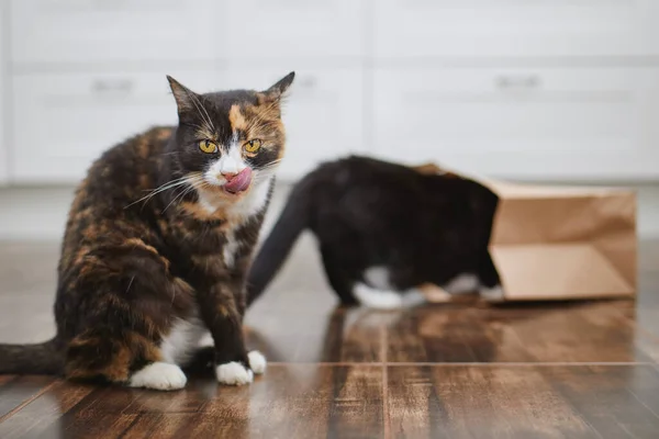 Vida Doméstica Con Mascota Dos Gatos Traviesos Curiosos Solos Cocina —  Fotos de Stock