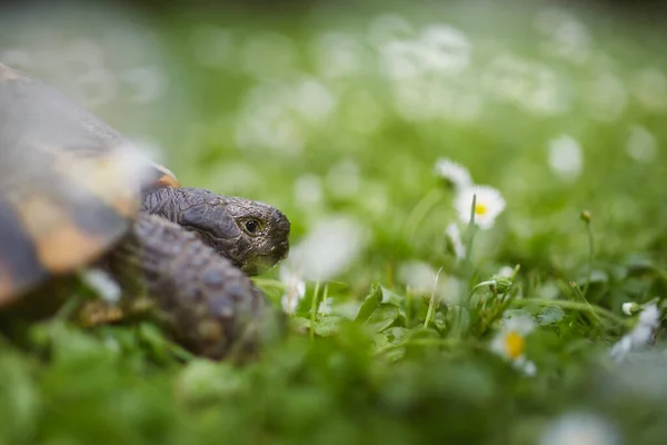 Schildkröte Beim Langsamen Gehen Gras Auf Dem Hinterhof Häusliches Leben — Stockfoto