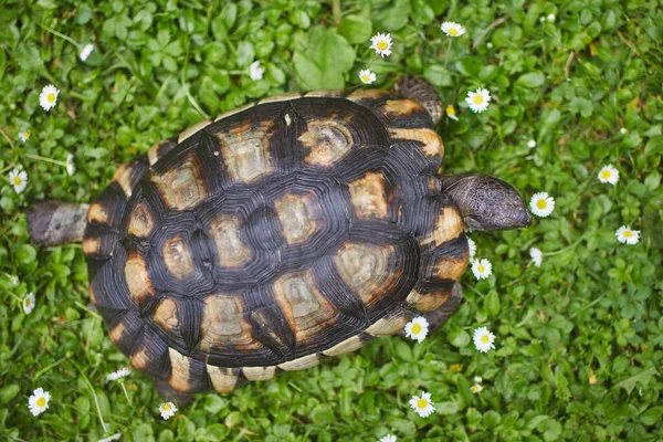 Schildkröte Beim Langsamen Gehen Gras Auf Dem Hinterhof Selektiver Fokus — Stockfoto