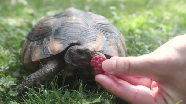 Pet Owner Giving His Turtle Ripe Raspberry Eat Grass Back — Stock Video