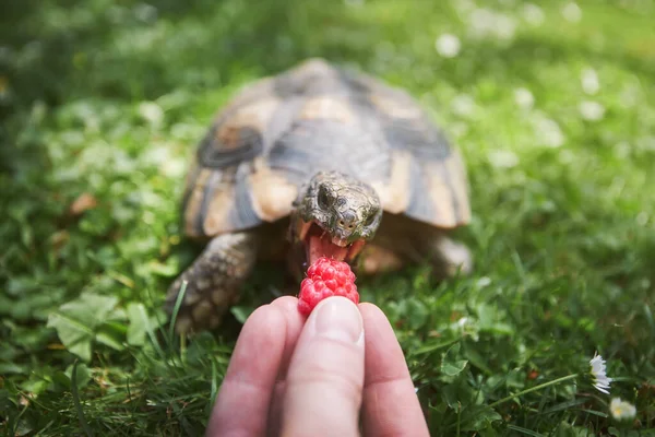 Tierbesitzer Gibt Seiner Schildkröte Reife Himbeeren Zum Fressen Gras Auf — Stockfoto