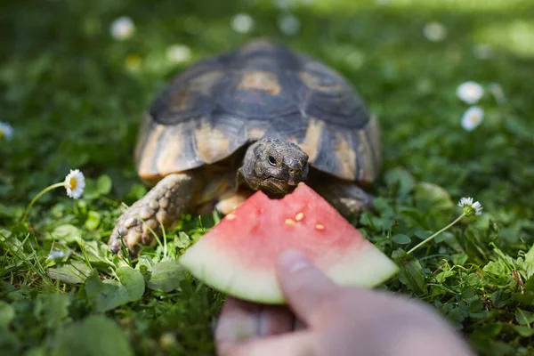 Tierbesitzer Gibt Seiner Schildkröte Reife Wassermelone Zum Fressen Gras Auf — Stockfoto