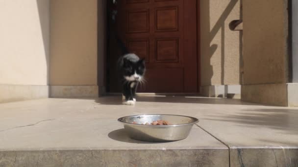Gato Com Fome Bonito Andando Frente Porta Casa Para Comer — Vídeo de Stock