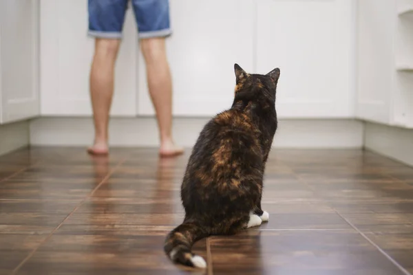 Rückansicht Einer Neugierigen Katze Die Ihrem Haustierbesitzer Beim Zubereiten Von — Stockfoto