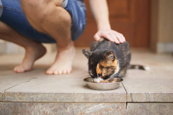 Homem Acariciando Gato Tabby Enquanto Ela Come Tigela Dono Animal — Fotografia de Stock
