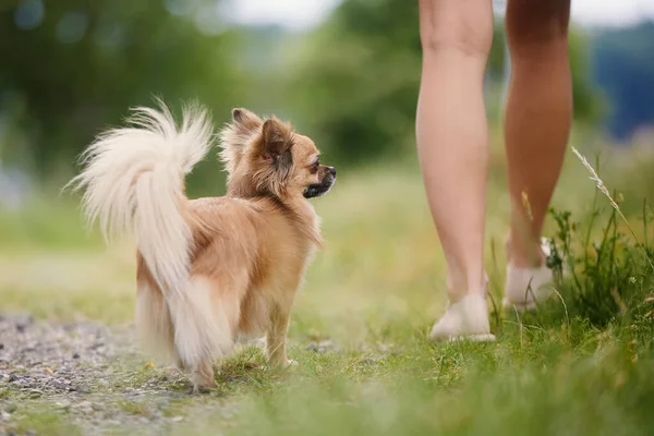 Mulher Com Cão Parque Público Foco Seletivo Chihuahua Feliz Enquanto — Fotografia de Stock