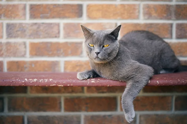 Cute Cat Lying Bench Brick Wall Staring Portrait British Shorthair — Stock Photo, Image