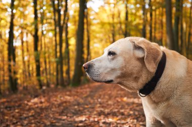 Sonbahar ormanında yürüyüş yaparken köpek. Eski sarı labrador av köpeğinin portresi.