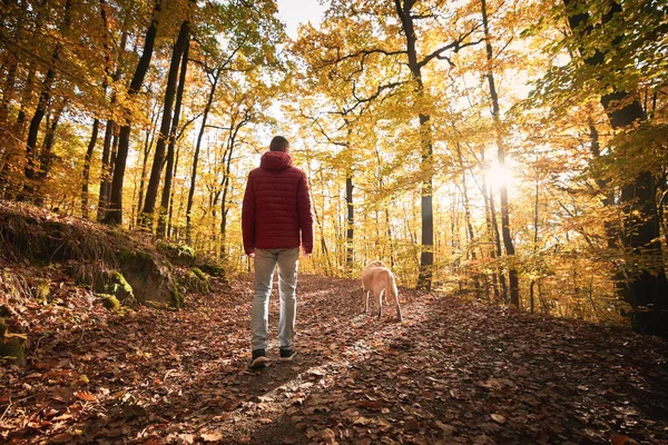 Άντρας Σκύλο Στο Δάσος Του Φθινοπώρου Την Ηλιόλουστη Μέρα Πίσω — Φωτογραφία Αρχείου