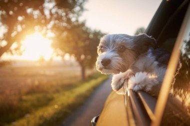 Arabadan dışarı bakan mutlu bir fino köpeği. Şirin teriyer güneşli yaz gününde yolculuğun tadını çıkarıyor..