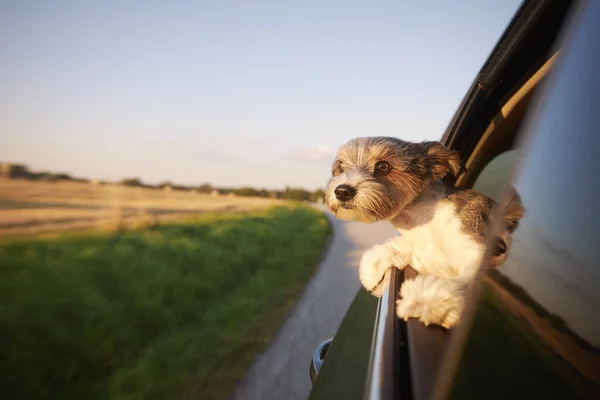 車の窓から見下ろすハッピーラップ犬 晴れた夏の日にロードトリップを楽しむかわいいテリア — ストック写真