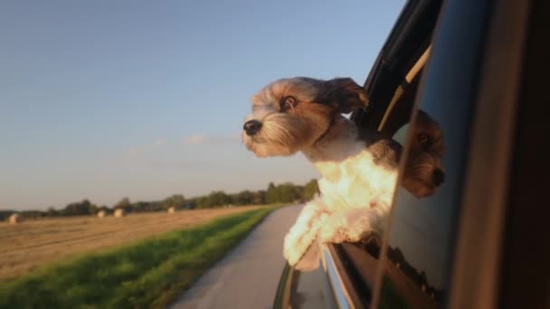 Happy Lap Dog Looking Out Car Window Cute Terrier Enjoying — Stock Video