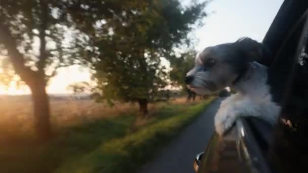 Счастливый Пёс Смотрит Окно Машины Милый Терьер Наслаждается Поездкой Закате — стоковое видео