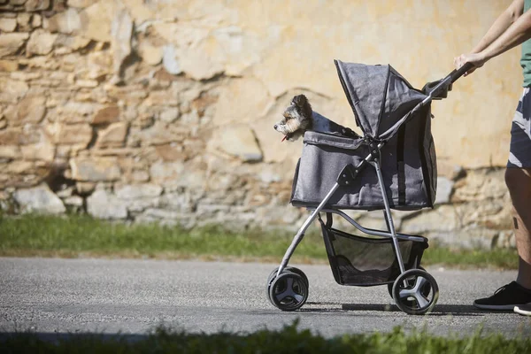 Pet owner during walk with dog in stroller. Happy pampered terrier.