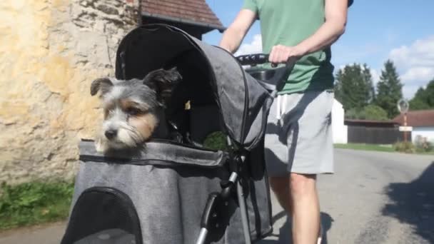 Dono Animal Estimação Durante Caminhada Com Cão Carrinho Terrier Mimado — Vídeo de Stock