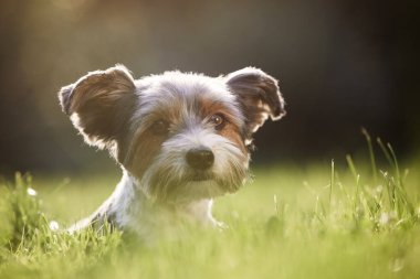 Çimenlerdeki mutlu köpek portresi. Yaz günü bahçede dinlenen sevimli bir teriyer.