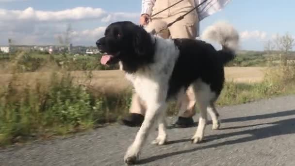 Adolescente Chica Está Caminando Sendero Con Perro Correa Propietario Mascotas Video de stock