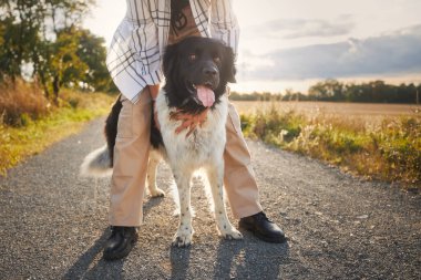 Genç kız gün batımında koca köpeğine yaya yolunda sarılıyor. Hayvan sahibi olan sevimli Çek Dağ Köpeği