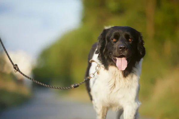 Happy dog on leash is walking on footpath. Portrait of joyful Czech Mountain Dog on sunny day