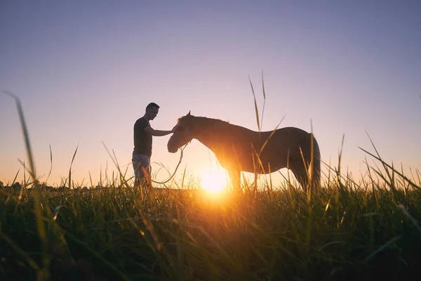 Silhousette of man while stroking of therapy horse on meadow at sunset. Themes hippotherapy, care and friendship between people and animals