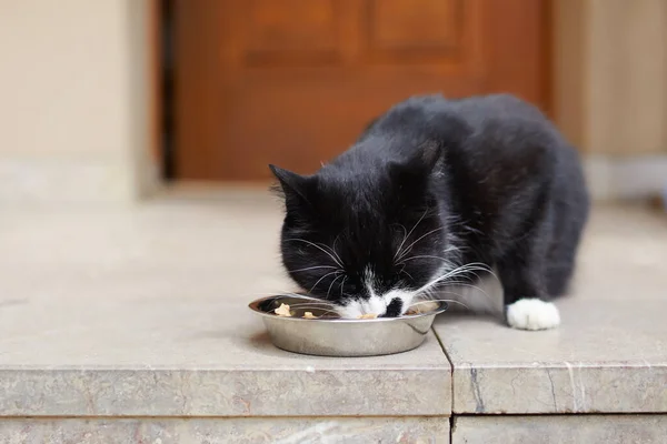 Feeding of pets. Cute hungry cat eat from metal bowl in front of door of house