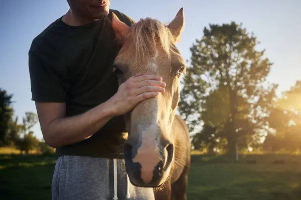 Man is stroking head of therapy horse at beautiful summer sunset. Themes hippotherapy, care and friendship between people and animals