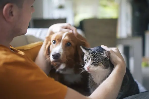 Man sitting on sofa with domestic animals. Pet owner stroking his old cat and dog together