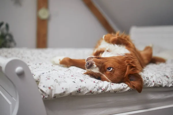 Cute dog alone at home. Nova Scotia Duck Tolling Retriever lying on back on bed in bedroom