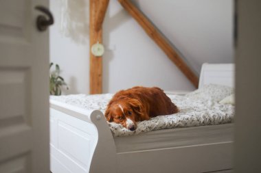 Üzgün köpek evde yalnız bekliyor. Şirin Nova Scotia Duck Tolling Retriever yatak odasında yatıyor.