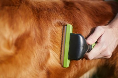 Rutin köpek bakımı. Hayvan sahibi av köpeğinin kürkünü fırçalıyor.