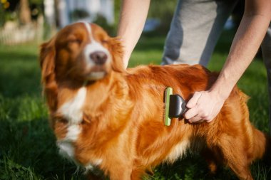 Rutin köpek bakımı. Hayvan sahibi av köpeğinin kürkünü fırçalıyor.