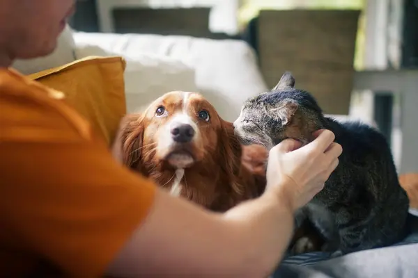 Man sitting on sofa with domestic animals. Pet owner stroking his old cat and dog together