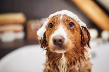 Ev banyosundaki küvette ıslak köpek. Kafasında köpük sabunuyla mutlu Nova Scotia Duck Tolling Retriever banyosu