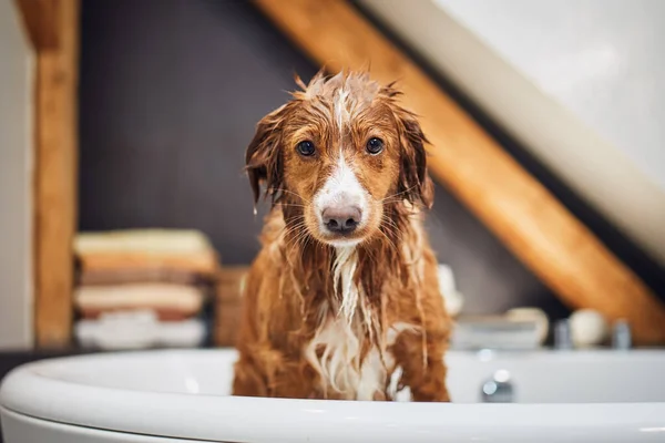Banyosundaki Küvette Islak Köpek Mutlu Nova Scotia Ördek Avcısı Banyo — Stok fotoğraf
