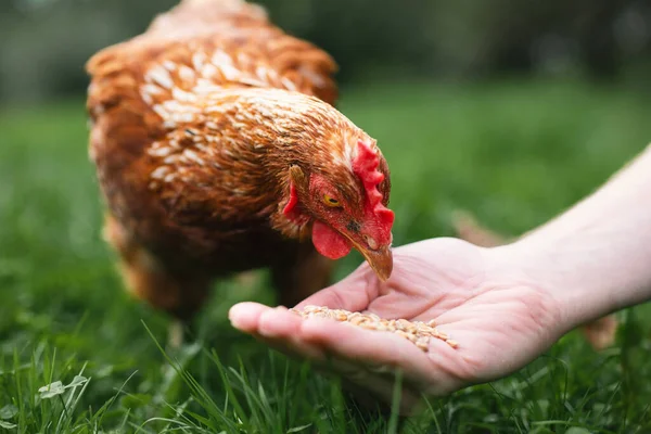 Farmer is feeding hen from hand. Chicken pecking grains from hand of man in green grass. Themes organic farm, care and trust.