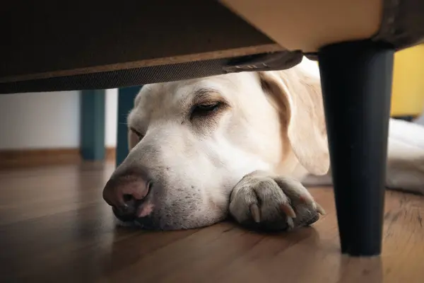 Head of dog while resting at home. Old labrador retriever hiding under chair.