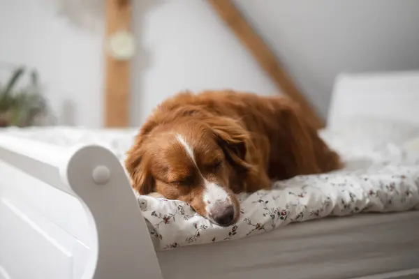 Słodki Pies Śpiący Łóżku Jego Właściciel Sypialni Uroczy Nova Scotia — Zdjęcie stockowe