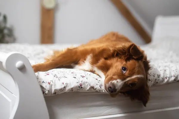 Yatak Odasında Sahibinin Yatağında Yatan Sevimli Bir Köpek Komik Nova — Stok fotoğraf